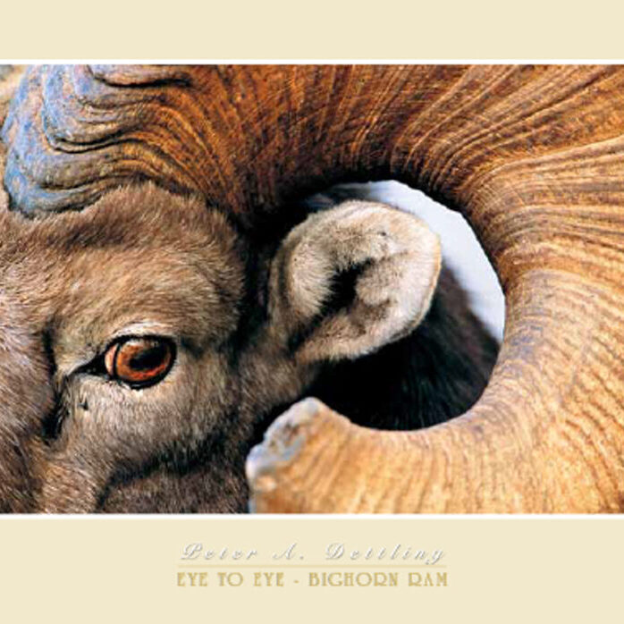 EYE TO EYE - BIGHORN RAM