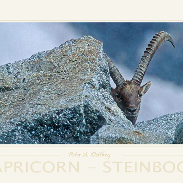 CAPRICORN - STEINBOCK