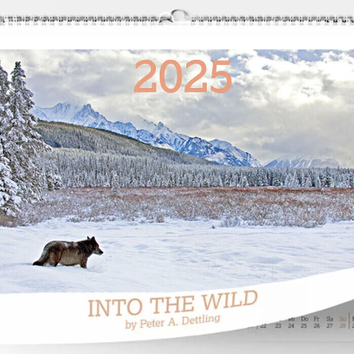 INTO THE WILD Wandkalender