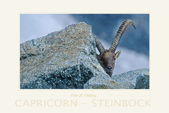 CAPRICORN - STEINBOCK