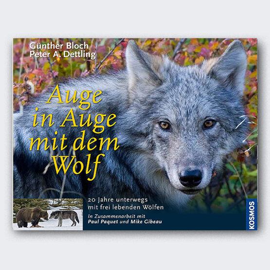 AUGE IN AUGE MIT DEM WOLF