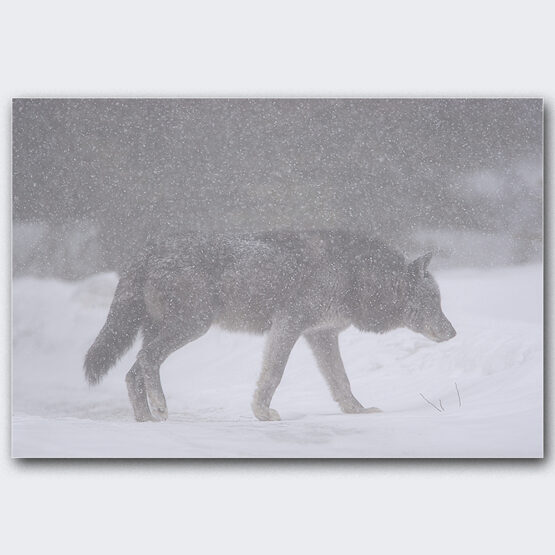 WOLFSVATER NANUK