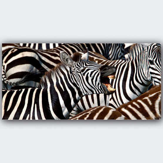 LACHENDES ZEBRA