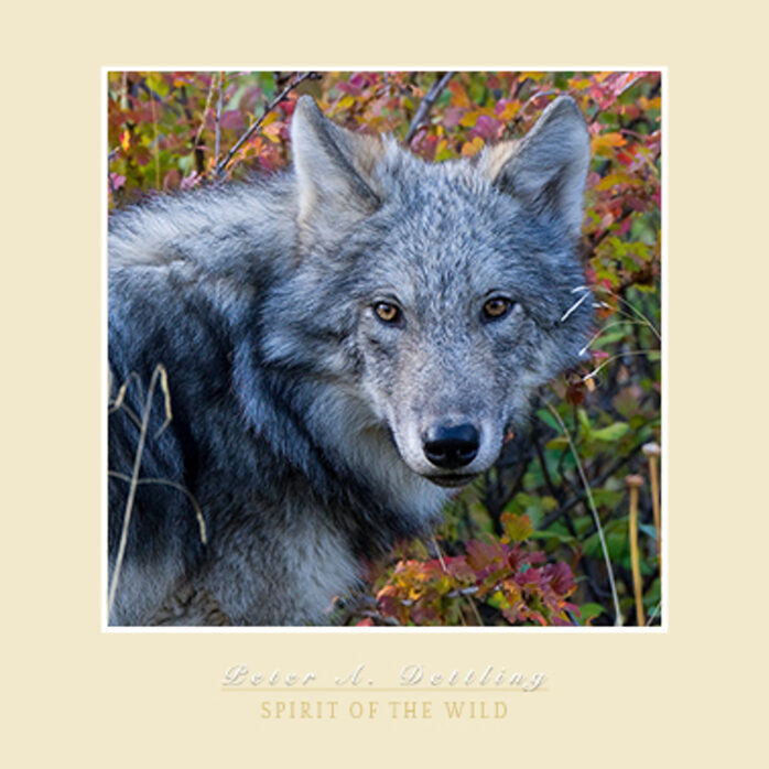 SPIRIT OF THE WILD